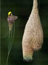 SIDDHARTH FISH FARM S52 Bird House (Wall Mounting, Tree Mounting, Hanging)