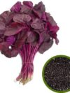 GO7 Seeds Amaranthus Leaf Red/Cholai Red Saag (1 KG seeds) GO7 By